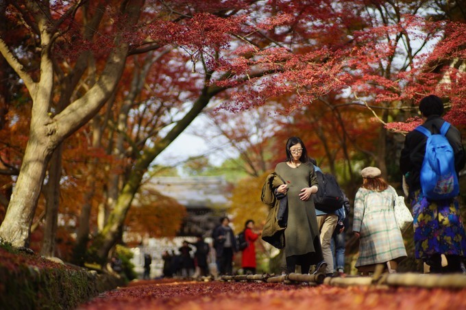 京都赏枫2022,京都赏枫必去景点有哪些好玩的