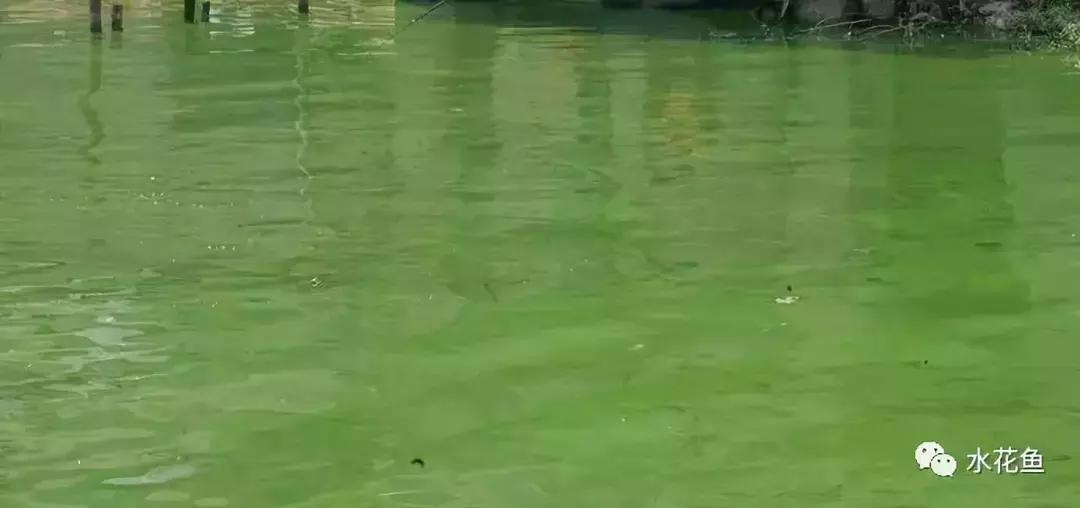 水产养殖水质评价标准,水产养殖水质怎么查看的