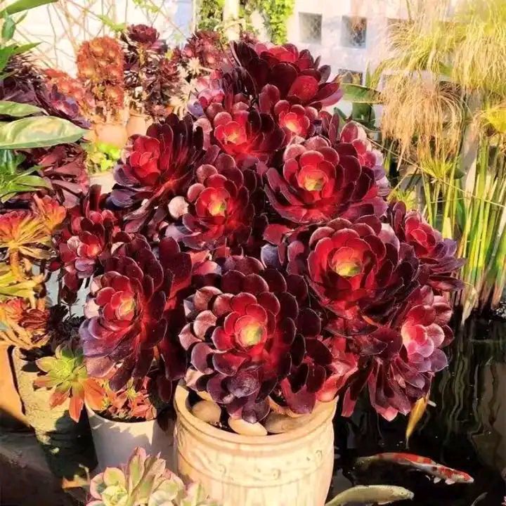 这“38种花”,当你开始收集品种时,你已入坑颇深