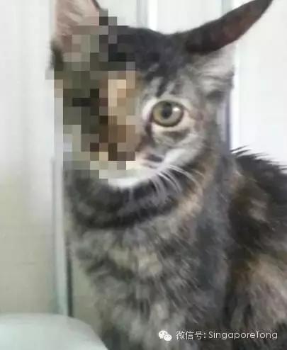 新加坡全岛追凶！一只黑猫竟被如此残忍地虐死