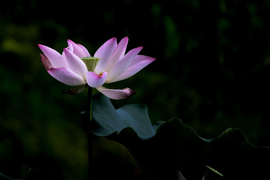 鹤城印象荷花图片,鹤城区看荷花