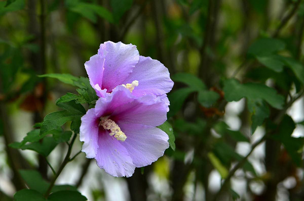 木槿花叶子发黄怎么办,木槿花叶子发黄什么原因