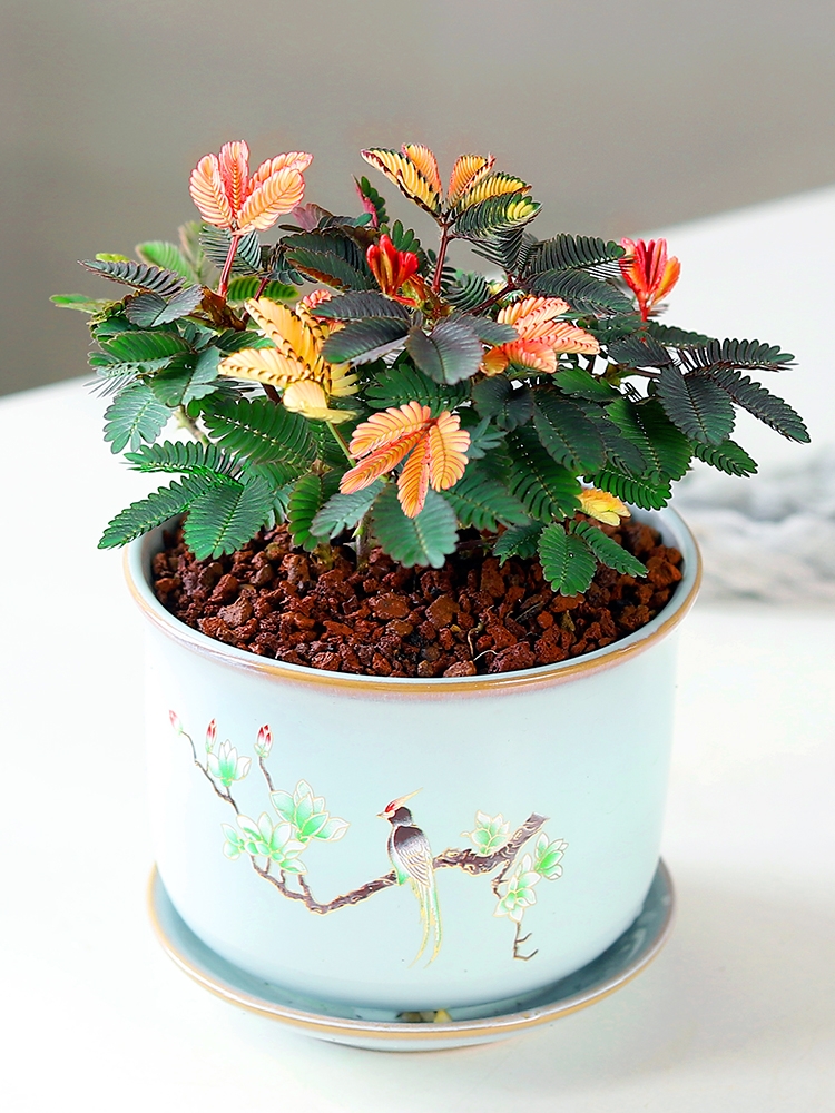 100种绿植大全,50种盆栽绿植花卉大全