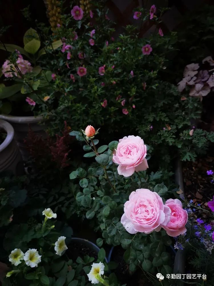 （2021）园丁奖阳台组《008号》星星的花园