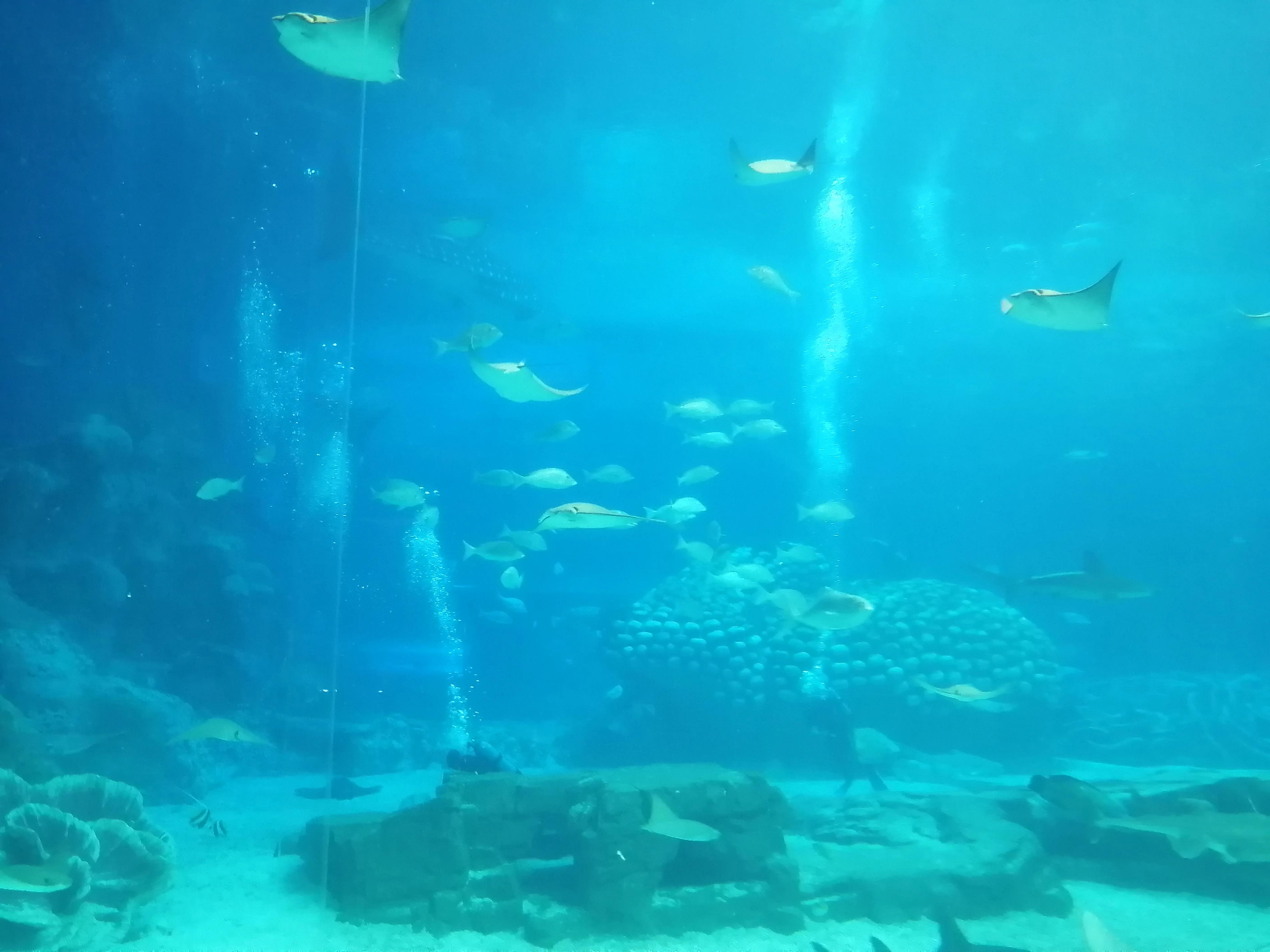 珠海长隆海洋王国夜宿鲸鲨馆,广州珠海长隆海洋王国鲸鲨馆