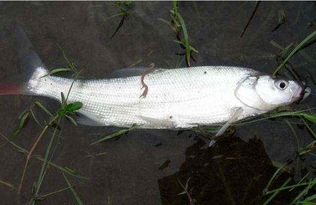 钓翘嘴选择标点,小个体翘嘴路亚用什么饵钓