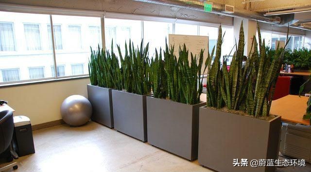 办公室工业风绿色植物装饰效果,办公室室内绿植绿化设计部分展示