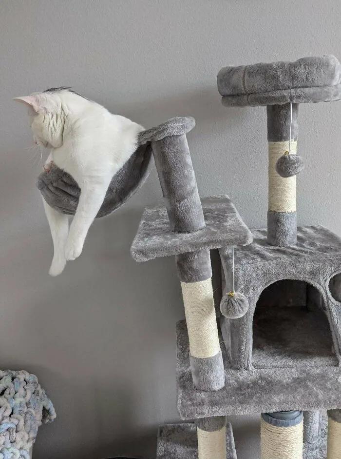 不建议养哪几种猫咪图片,发一张图片证明你家猫咪养的很好