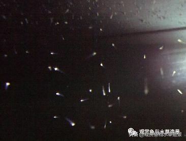 鱼缸里涡虫和蛋白虫的区别,水蚤缸底絮状物需要清除吗