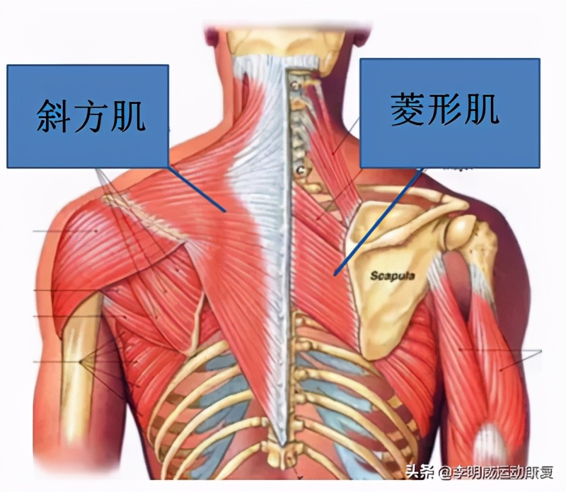 手臂上举疼痛怎么办呢,手臂上举疼痛怎么缓解