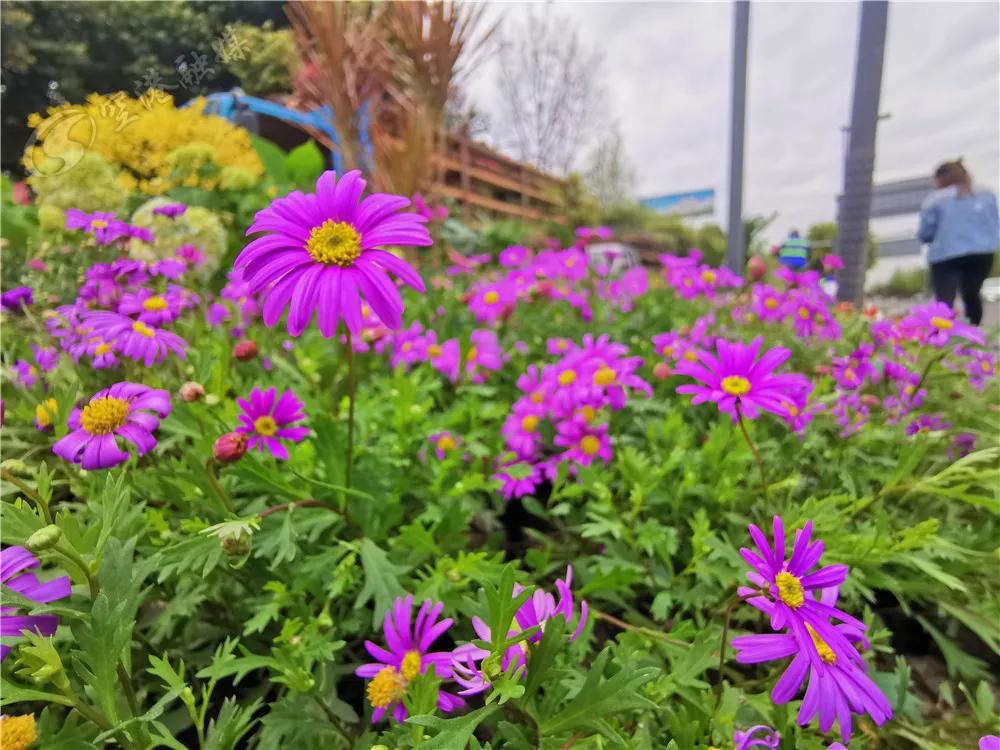 踏春赏花成都这些地方值得去看看,双流踏青赏花