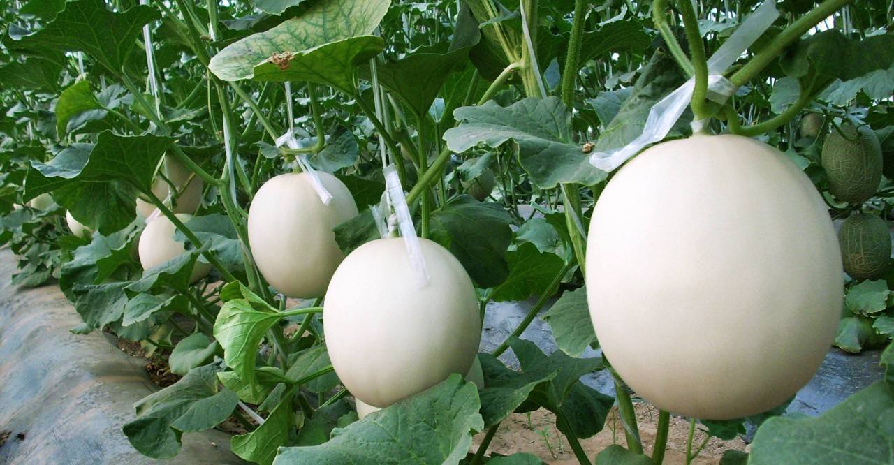 沧州特产排行榜前十名,沧州必买的十大特产