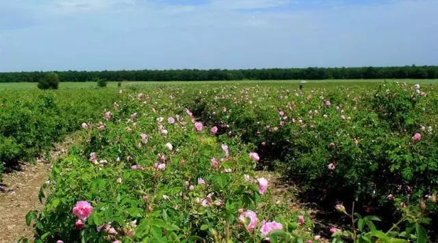 丹泽欧雅化妆品是真的吗,丹泽欧雅