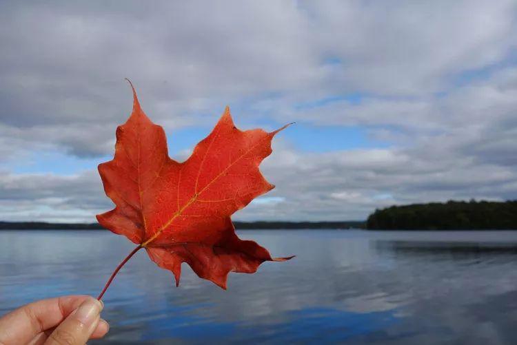 移民枫叶卡可以免费申请吗,移民枫叶卡免费