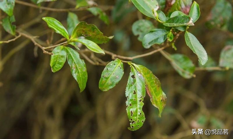 荒野福鼎白茶与台地的区别,福鼎白茶荒野老白茶哪种最好