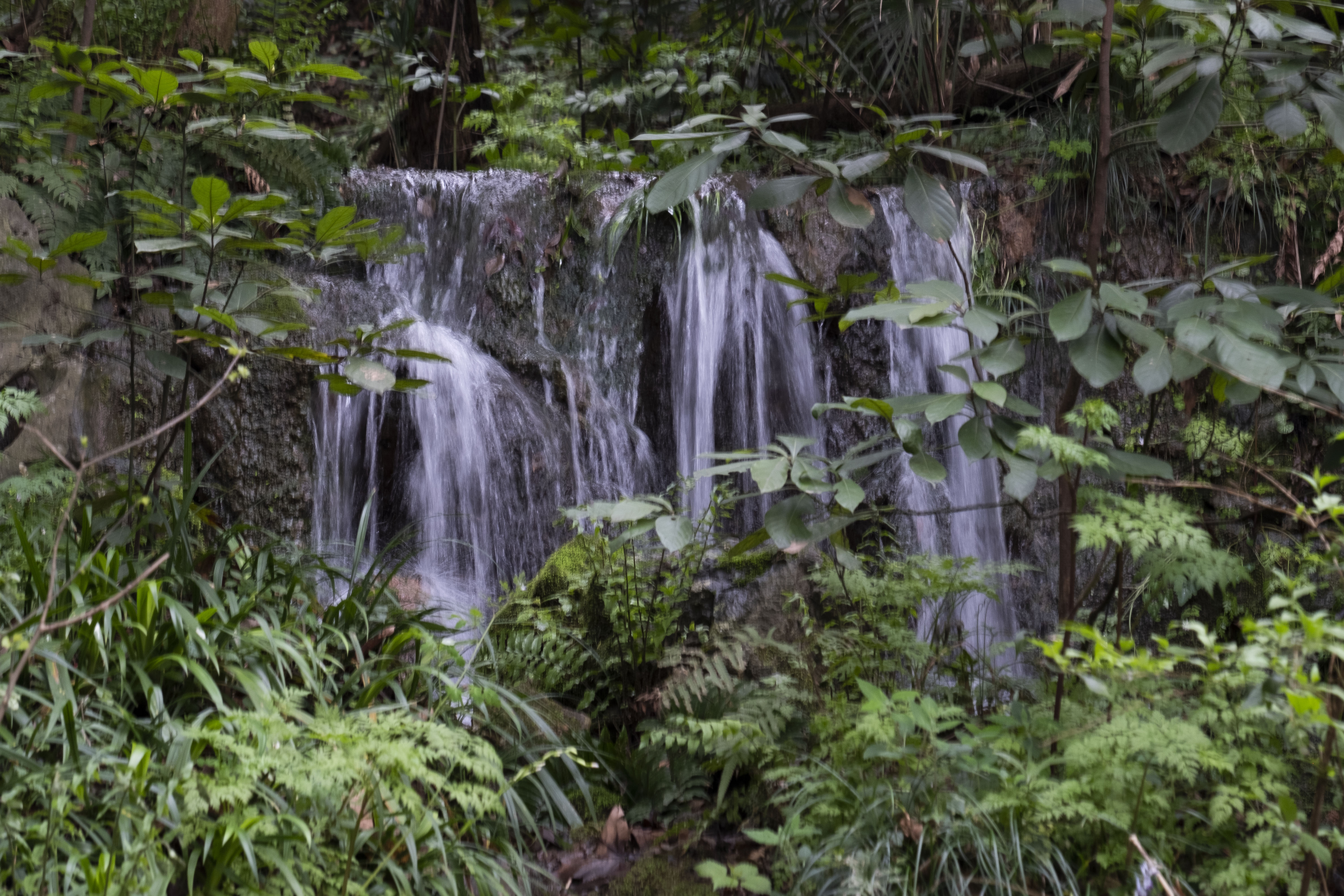 西湖龙井春茶季,龙井茶西湖明前春茶