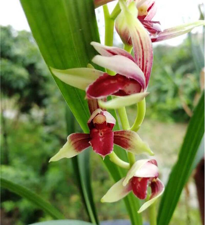 传统铭品与下山兰的选择与培育