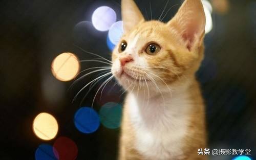 摄影教学新手入门零基础单反相机,摄影新手如何快速使用单反