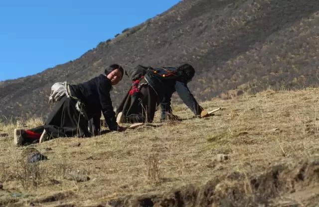 虫草的采挖时间是几个月,带你体验虫草采挖全过程