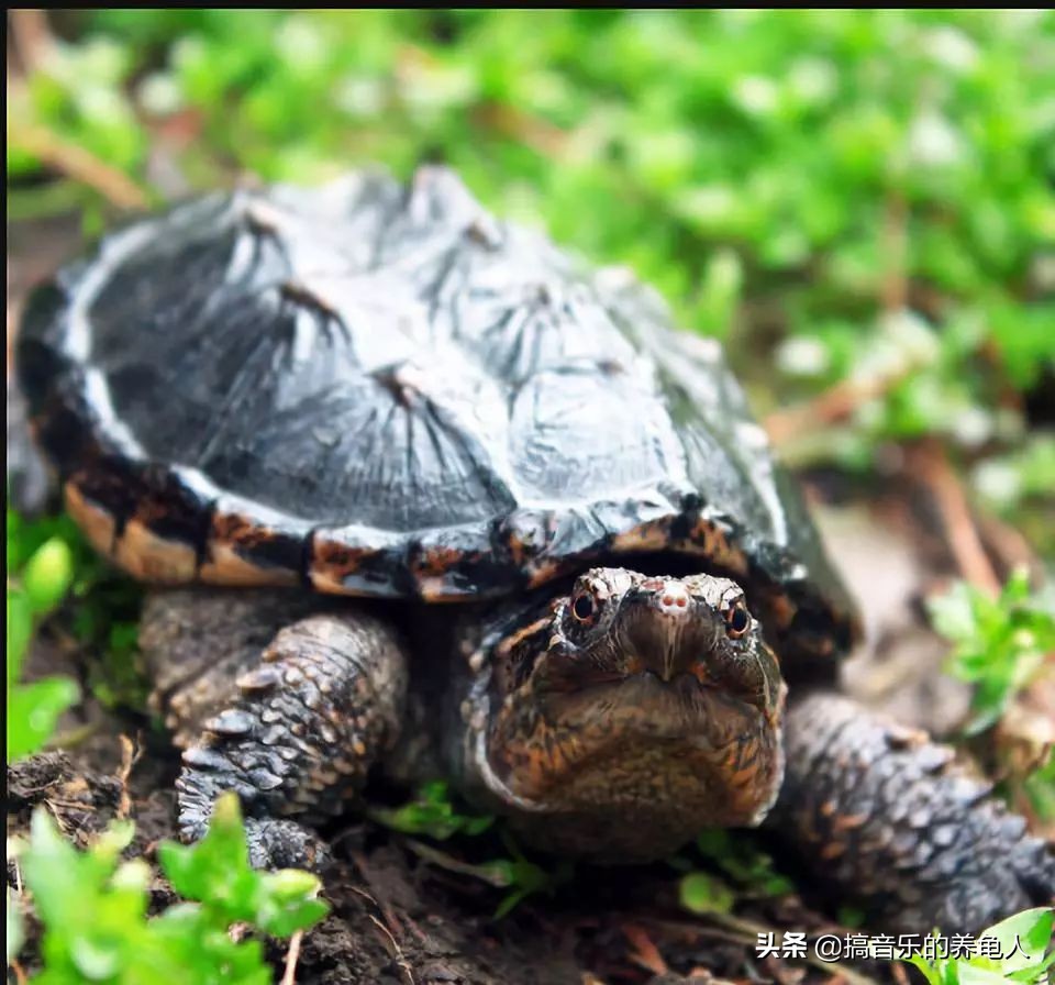 新龟入手注意事项,新手养龟到底该给乌龟倒多少水