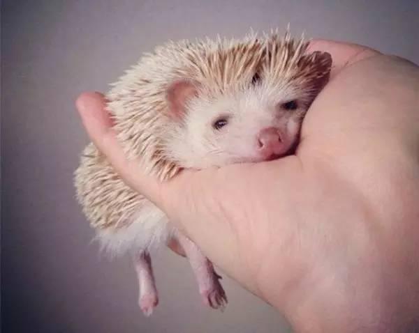 四大仙的民间故事,四大神话四大民间传说