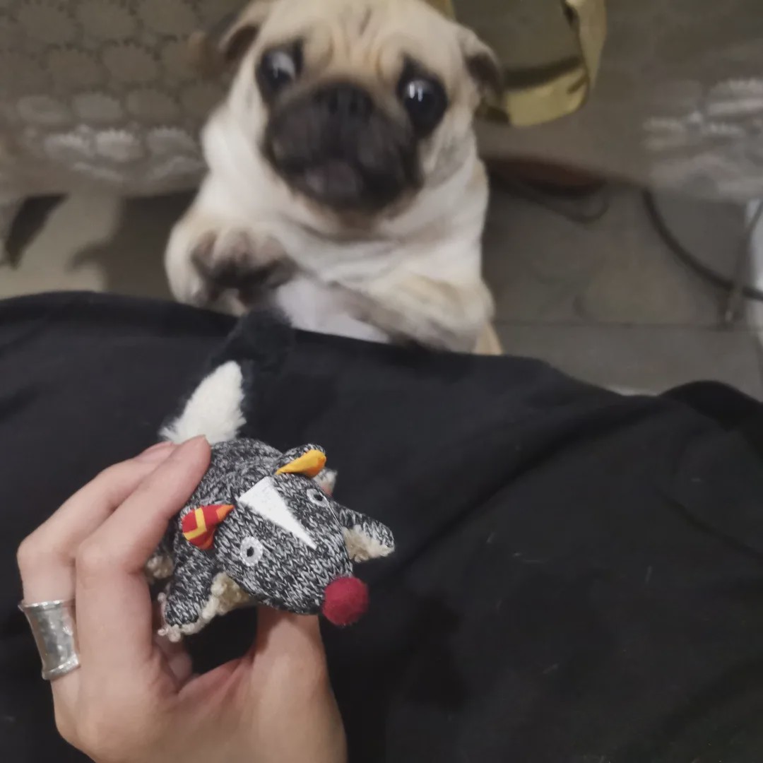 向往的生活锅碗瓢盆分别被谁养,向往的生活锅碗瓢盆4只狗