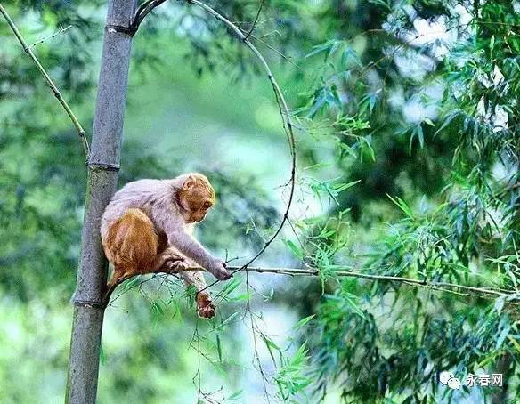 永春的春天是一个异常美丽的地方,永春有哪些地方