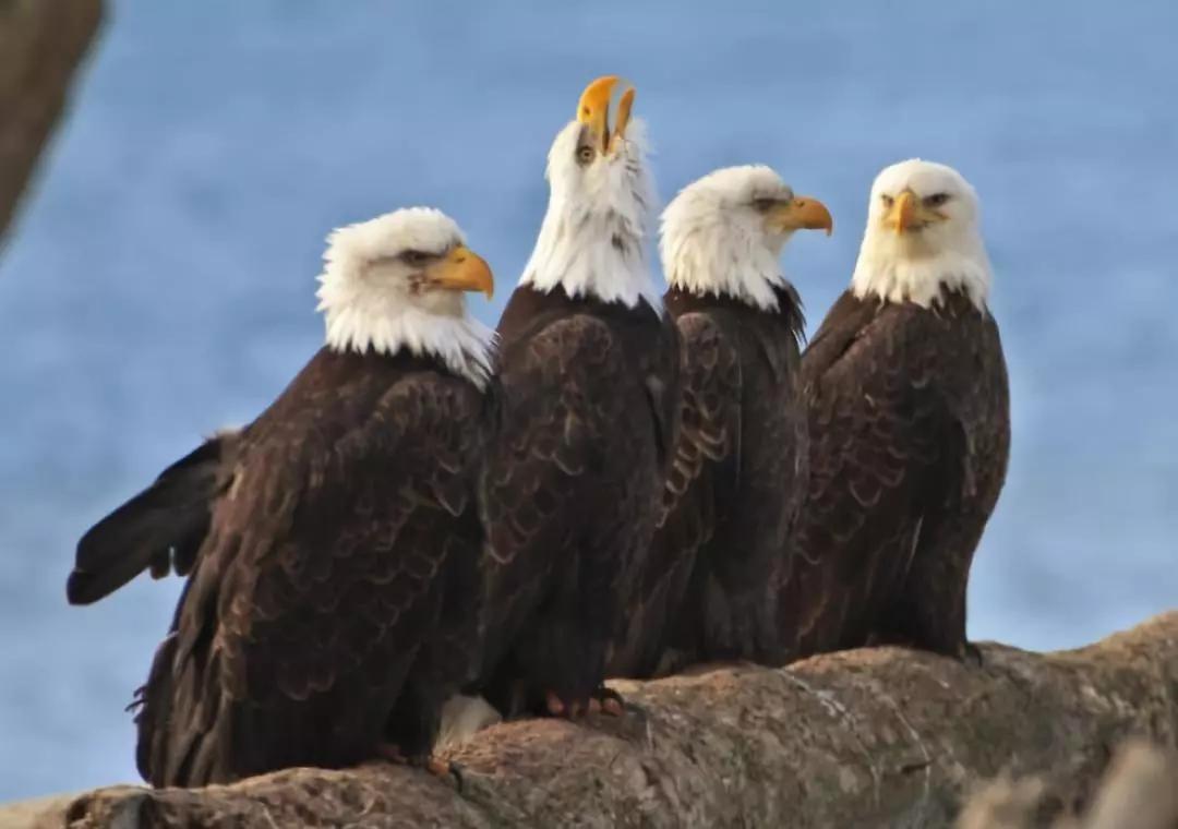 朋友圈九宫格喜感视频,开心到模糊的搞笑动图