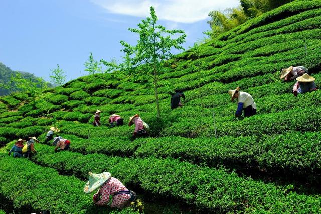 中国茶农被沙皇授予奖章，在苏联得到列宁接见，他究竟做了什么？