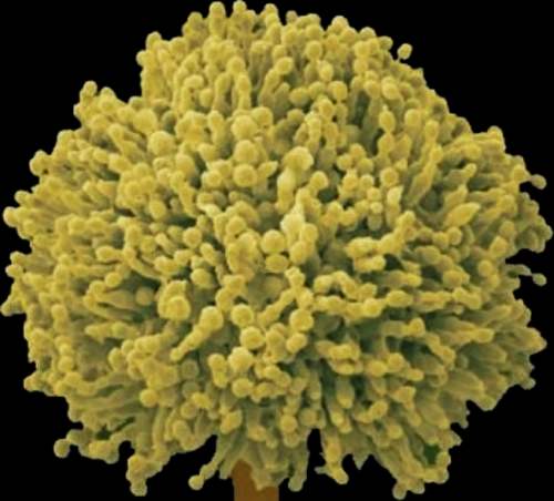 谁说发霉的东西就一定不可以吃,那只是你不了解而已!