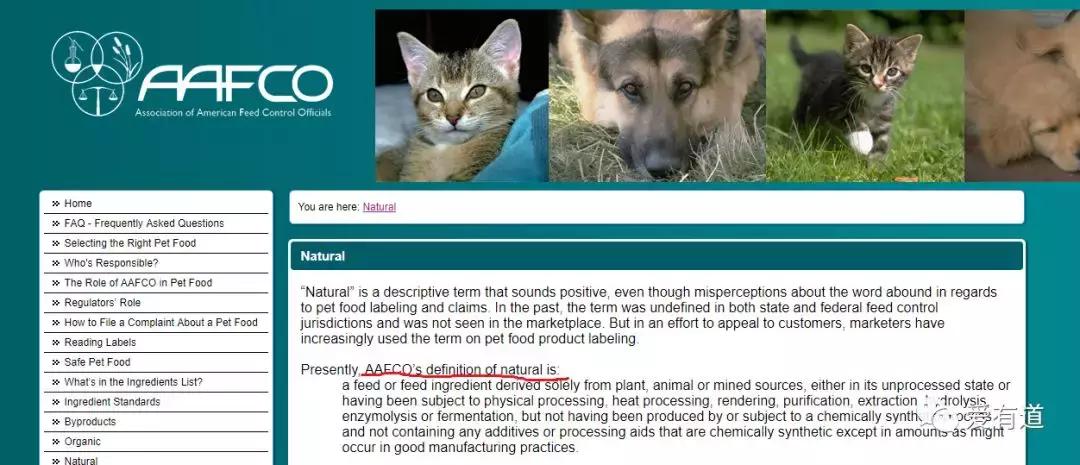 毛孩子偷吃东西被发现,毛孩子吃东西被发现了