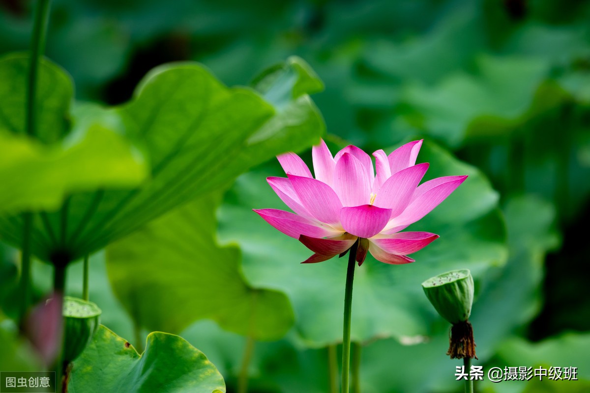 如何拍摄荷花这些技巧你要知道,怎样拍荷花的方法