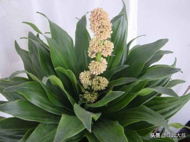 吸甲醛大型绿植仙人球,仙人球和多肉吸甲醛吗