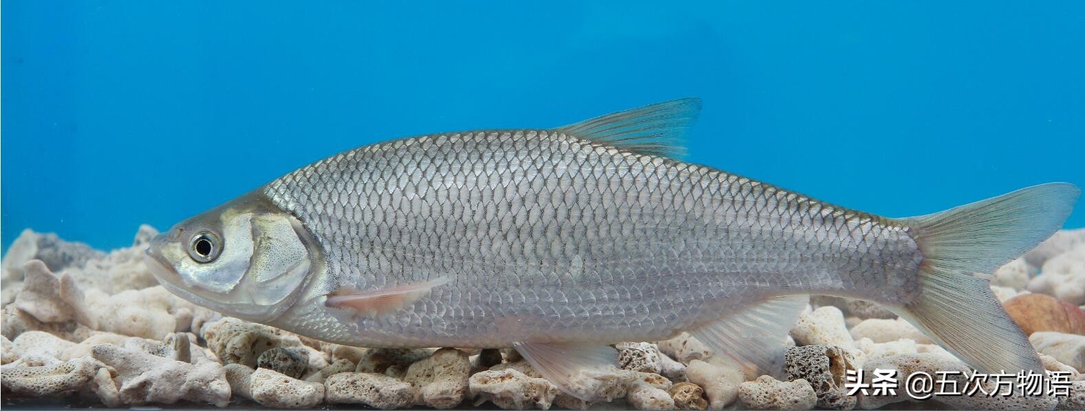 松花江名鱼三花五罗十八子,三花五罗十八子鳇鱼