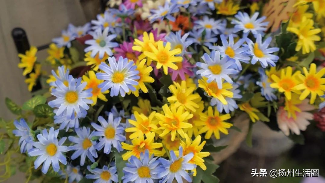 2元花盆批发清仓,2元花卉批发市场