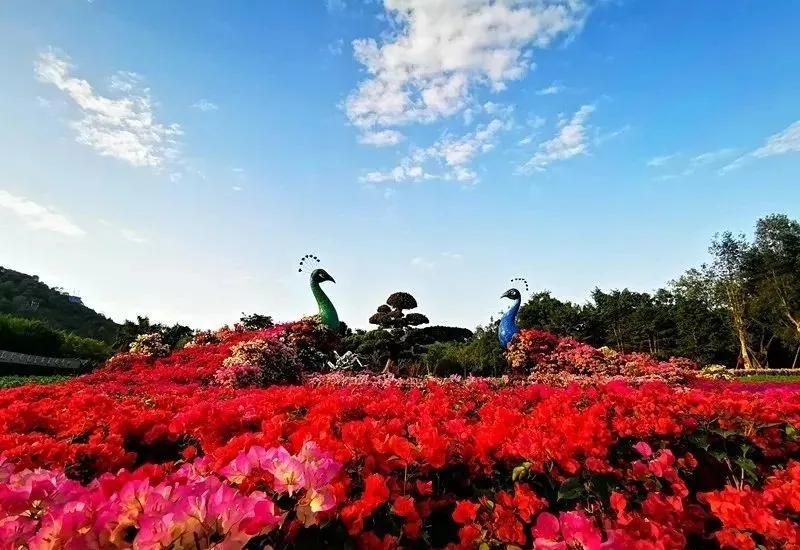 东南花都花博园全新升级鹿岛公园,东南花都花博园导览图