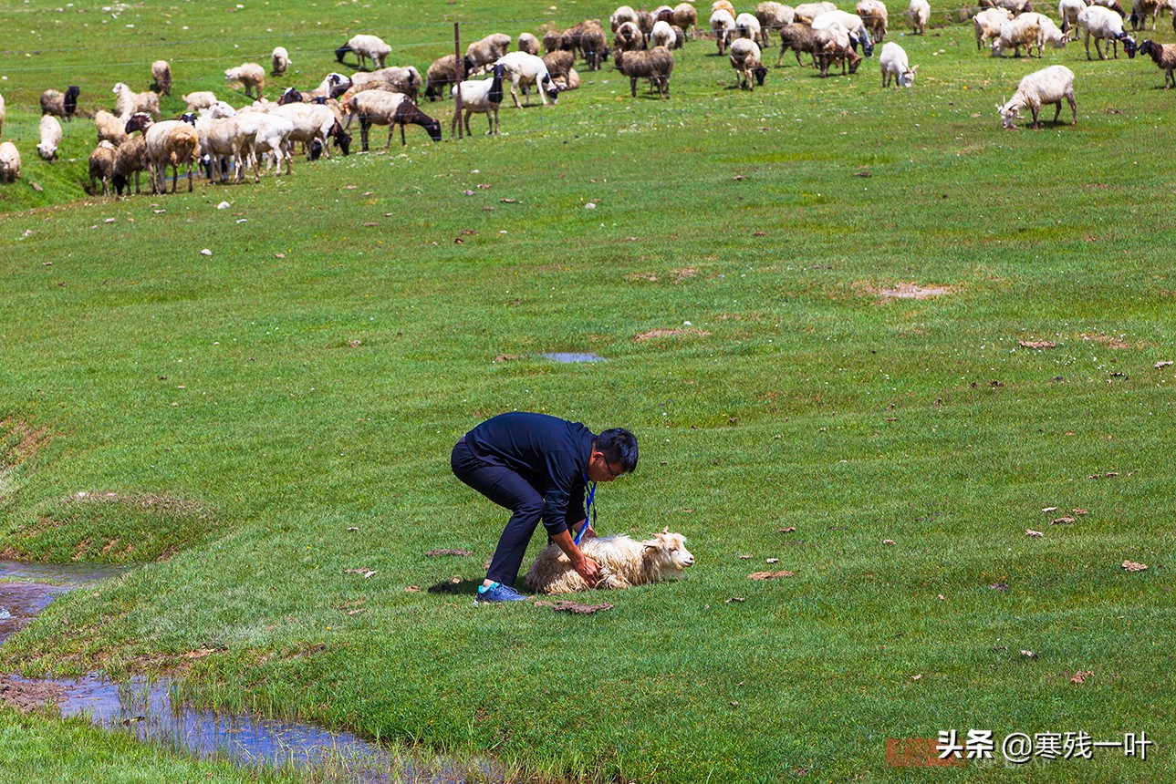 自驾*疆新**，路上撞到一只羊该怎么办？这位小哥的举动给我上了一课