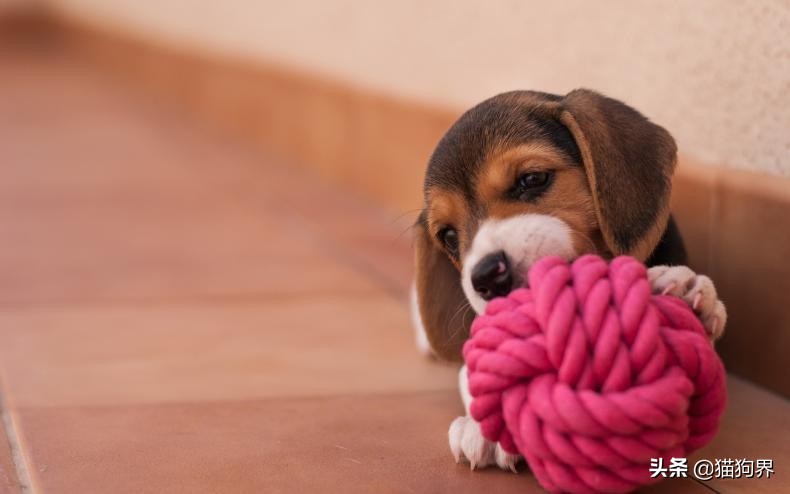 短毛的狗掉毛厉害吗,短毛掉毛少的狗