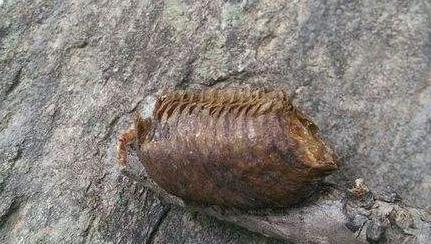 昆虫界美丽又残酷的天生杀手,昆虫界最厉害的杀手是什么