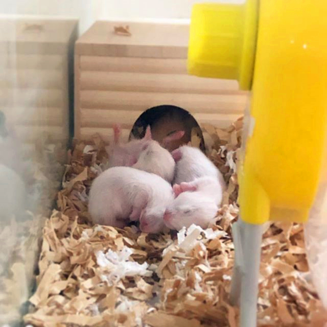 仓鼠不小心掉进老鼠洞里了,仓鼠不小心被笼子夹到怎么办