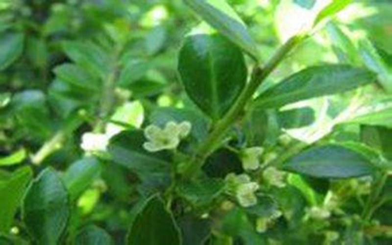 什么植物和冬青一块栽种,北美冬青种植方法和注意事项