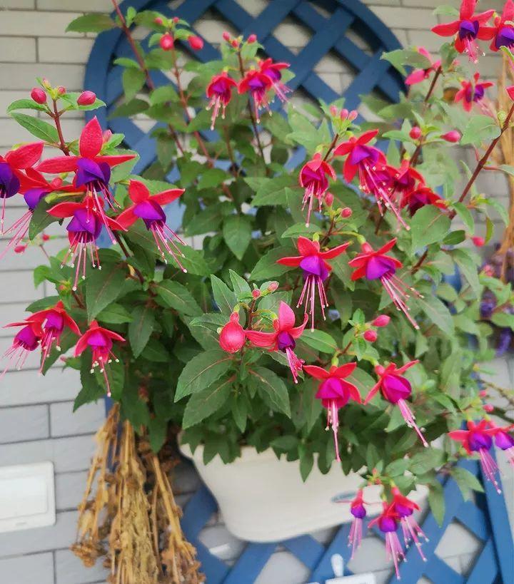 月季常见病害图解,月季枝干高花苞小怎么办