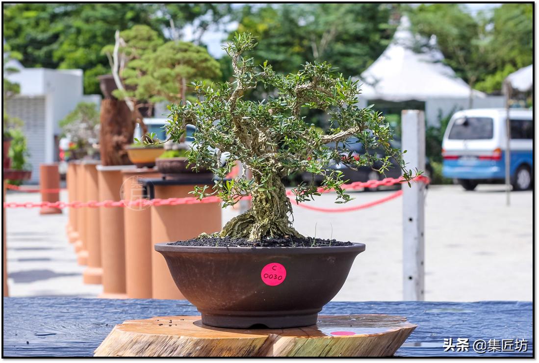 盆景的基础管理养护方法,盆景怎么养护才能更好