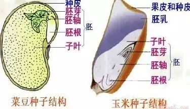 绿色植物与生物圈的水循环知识点,生物圈中有哪些绿色植物教学视频