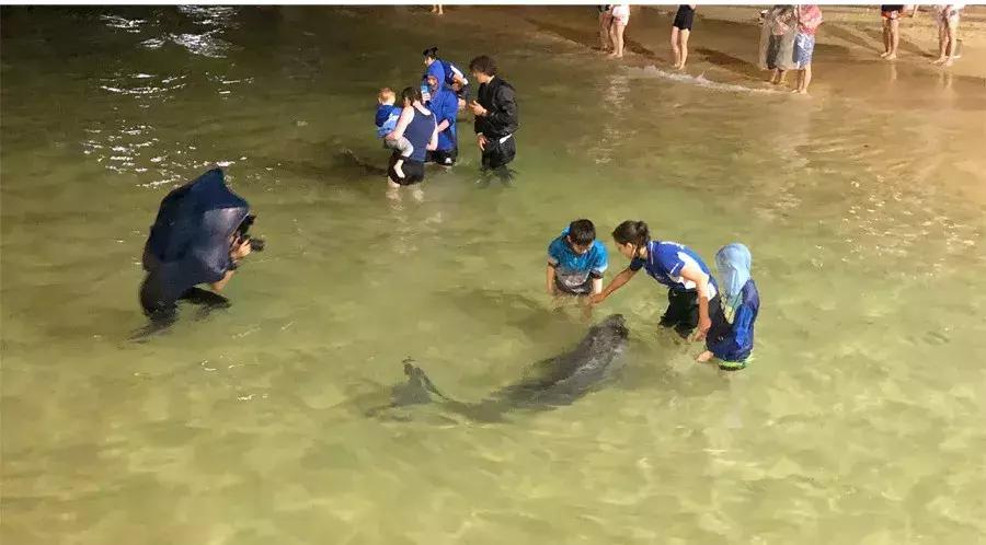 澳大利亚海洋生物旅游,澳大利亚海上游