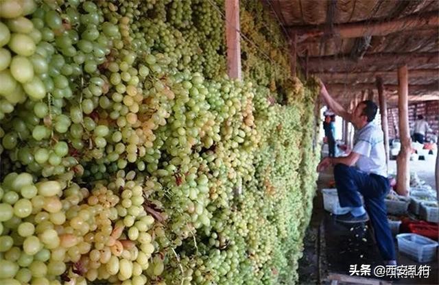 *疆新**十大特产，你都吃过吗？我最喜欢大枣了