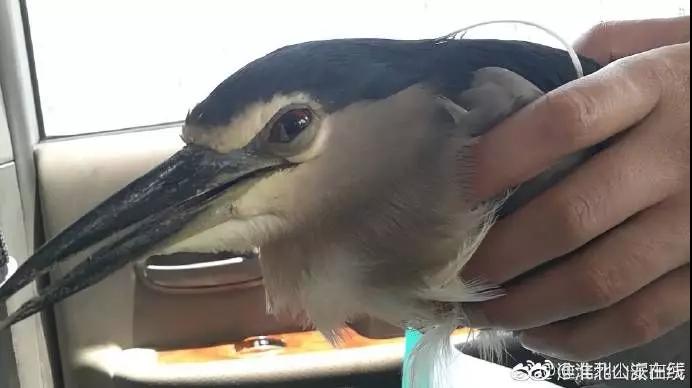 还没看《神奇动物在哪里》?没关系,你错过的神奇动物都在这里