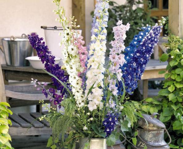 飞燕草黑斑怎么办,飞燕草叶片发黄焦边