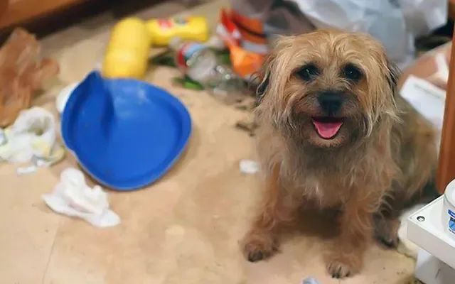 狗狗爱翻围栏怎么办,狗狗爱翻花盆怎么办