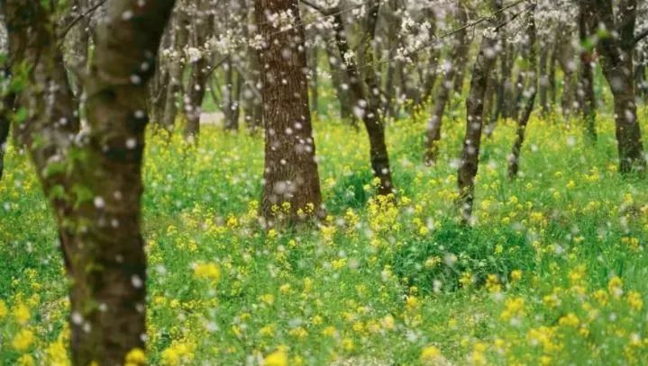世界最大的樱花园,世界最大的樱花园在贵州吗